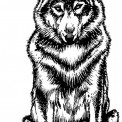 Illustration Wolf clan.  Atelier de sérigraphie avec les premières Nations du Yukon. 2019.